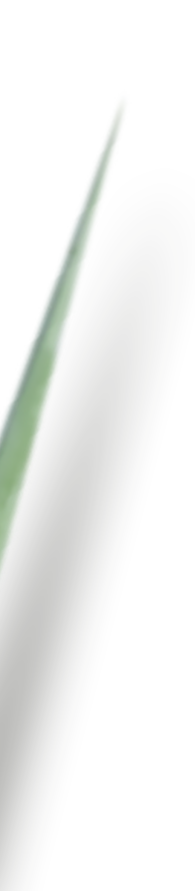 Delicioso tequila hecho 100% de agave